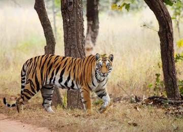 Bandhavgarh