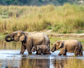 Chitwan National Park