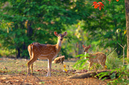 Corbett National Park