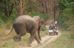 Corbett National Park