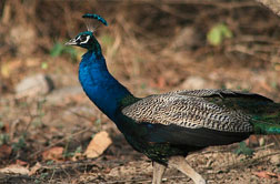 Corbett National Park