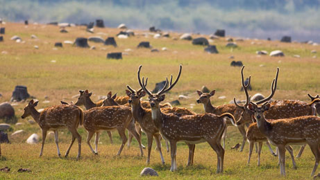 Corbett National Park