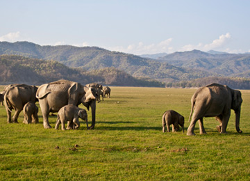 Corbett National Park