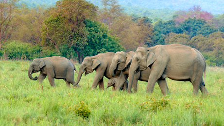 Corbett National Park