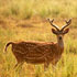 Corbett National Park