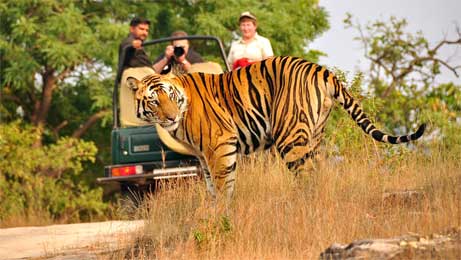 Corbett National Park