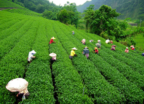 Darjeeling