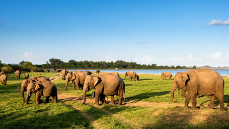 Elephant Safari