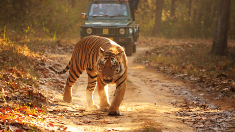 Kanha Tiger