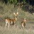 Kaziranga National Park