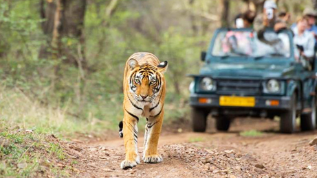 Ranthambhore