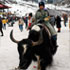 Manali Yak Ride