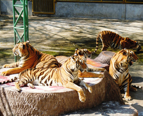 Sriracha Tiger Zoo