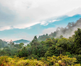 Taman Negara National Park